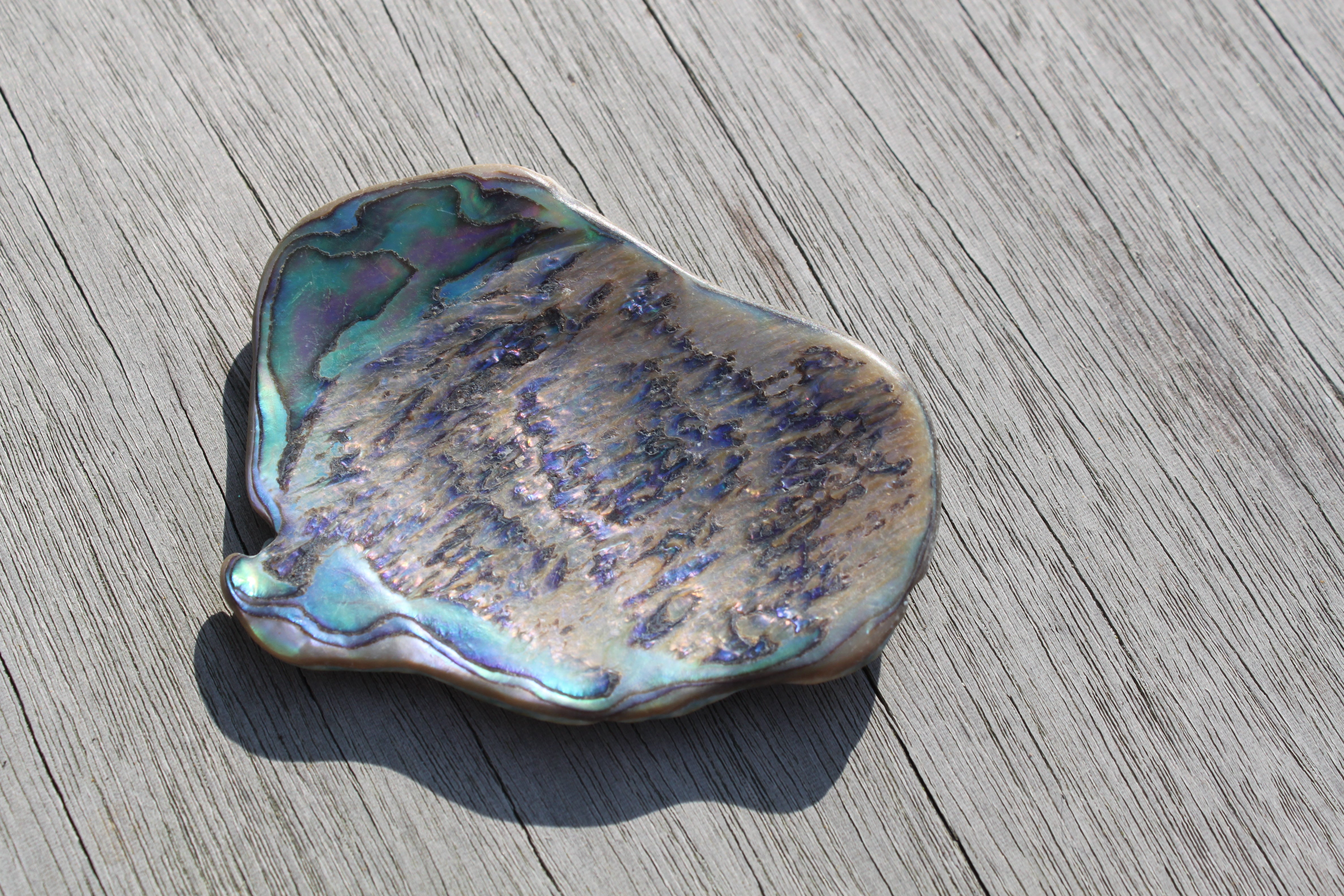 Paua opaal | Marga Jacobs