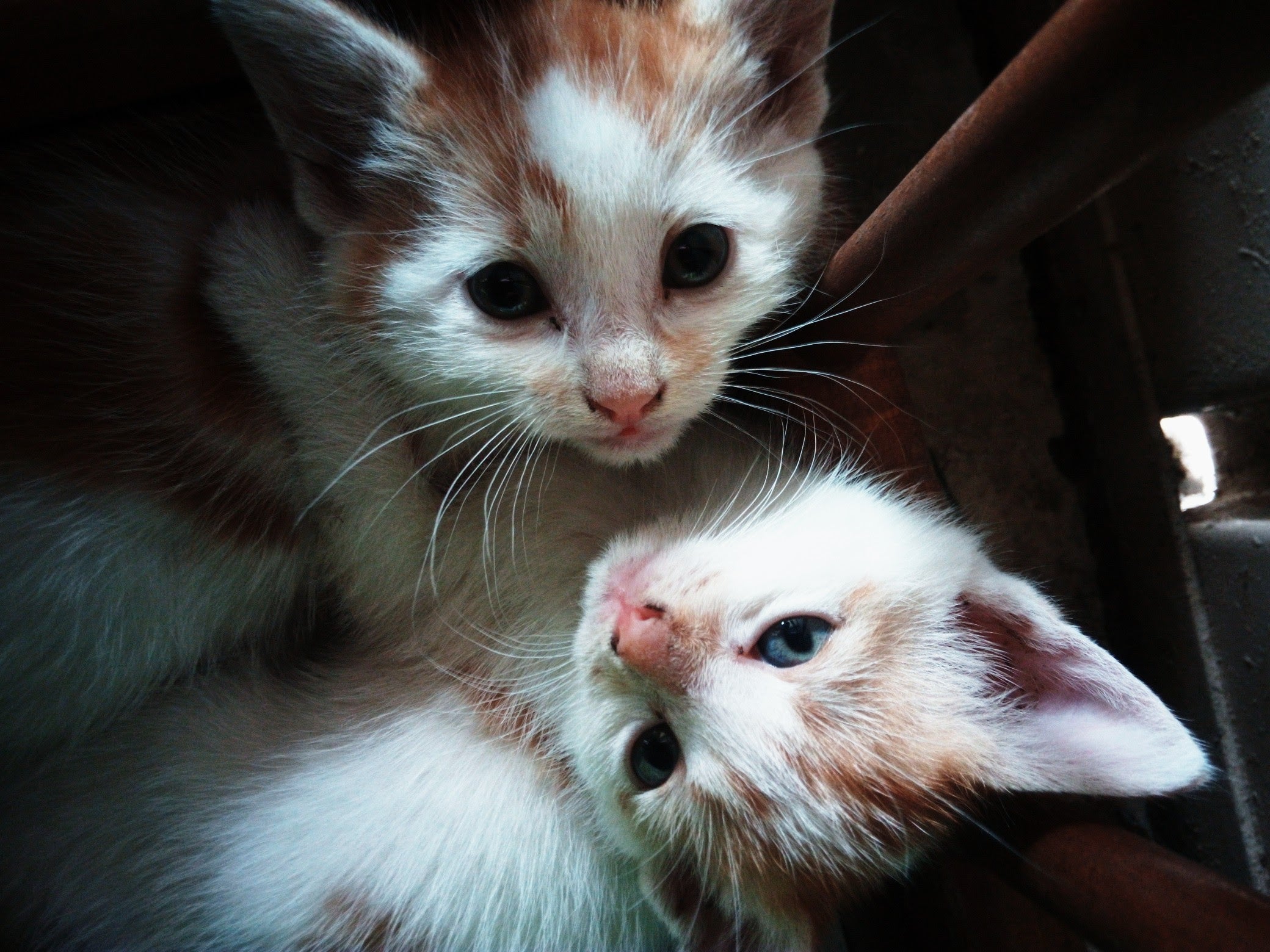 Wat is Reiki voor dieren? | Marga Jacobs