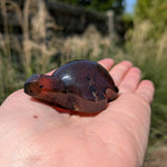 Barnsteen schildpad 2 – curated crystal by Marga Jacobs | rust, symboliek en intuïtieve zelfzorg