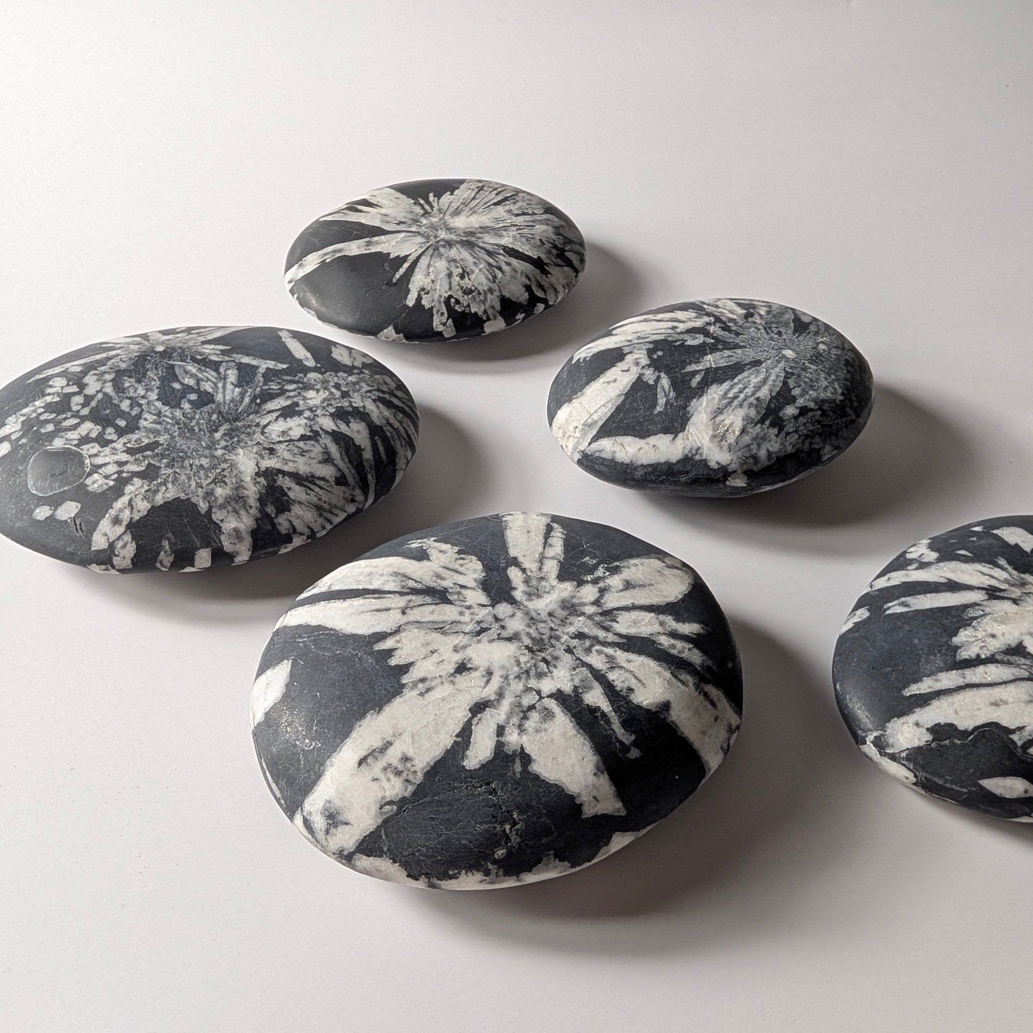 Chrysanthemum Stone palmsteen – bijzondere edelsteen, zorgvuldig gekozen door Marga Jacobs