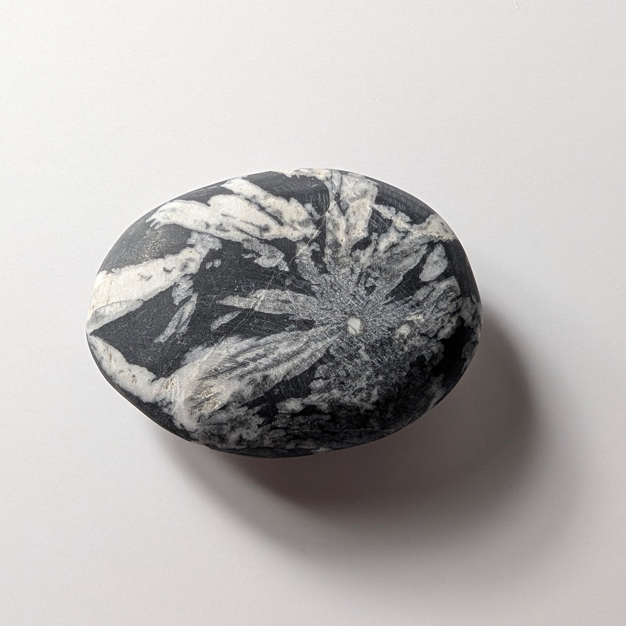 Chrysanthemum Stone palmsteen – bijzondere edelsteen, zorgvuldig gekozen door Marga Jacobs