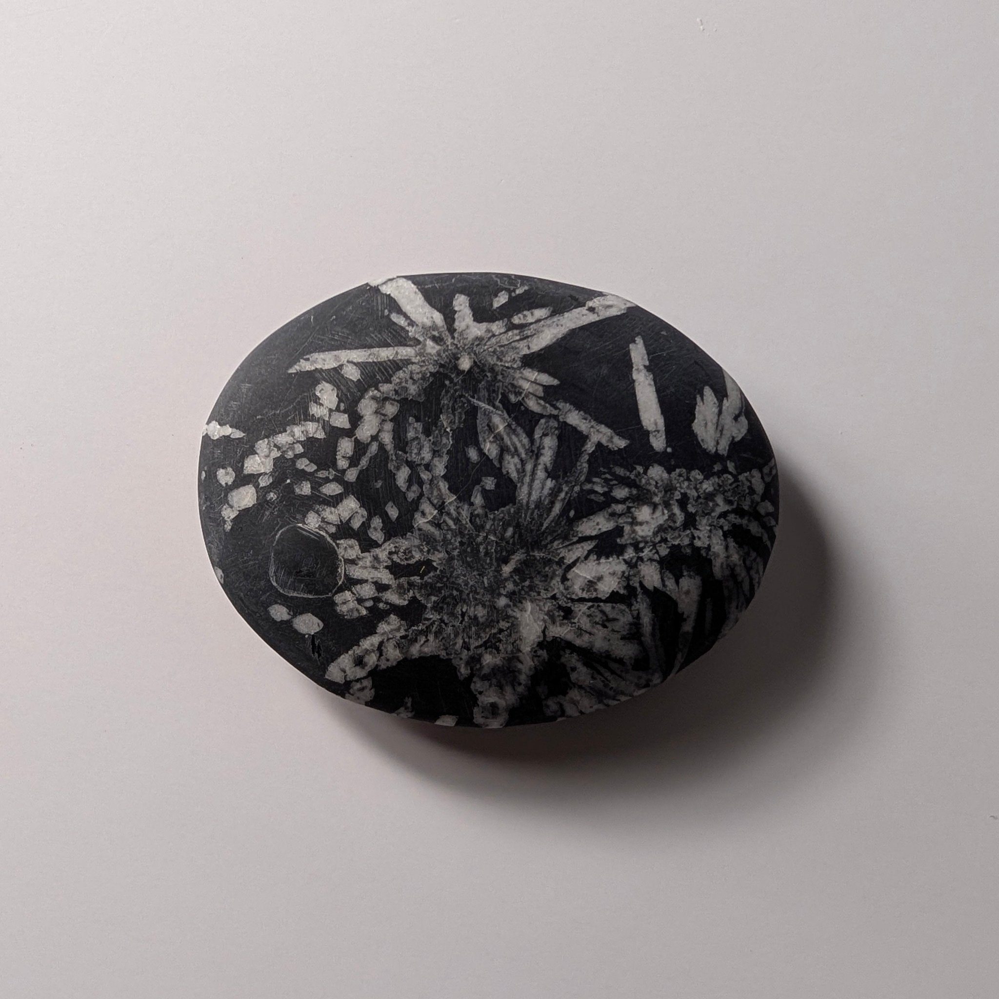 Chrysanthemum Stone palmsteen – bijzondere edelsteen, zorgvuldig gekozen door Marga Jacobs
