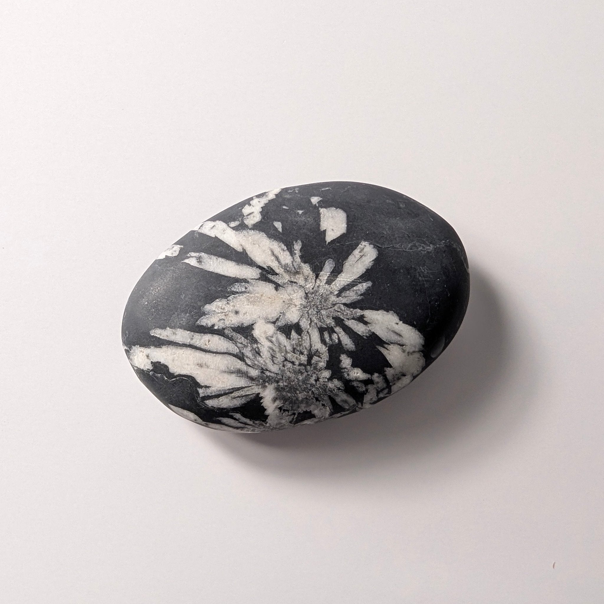 Chrysanthemum Stone palmsteen – bijzondere edelsteen, zorgvuldig gekozen door Marga Jacobs