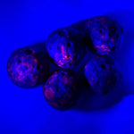 Yooperlite maan – curated crystal by Marga Jacobs | rust, symboliek en intuïtieve zelfzorg