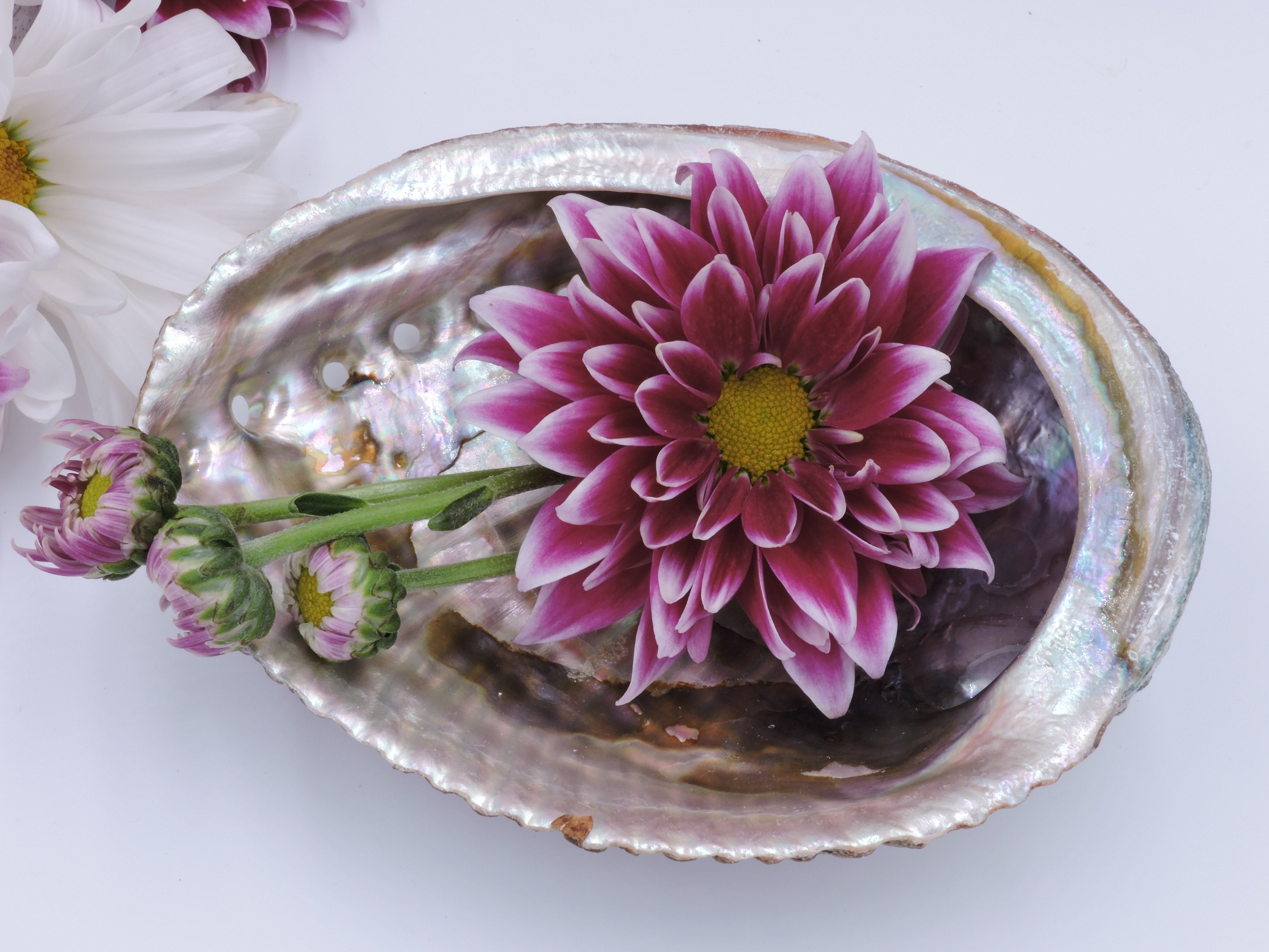 Abalone schelp | Marga Jacobs