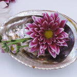 Abalone schelpen – curated crystal by Marga Jacobs | rust, symboliek en intuïtieve zelfzorg