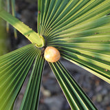 Gele apatiet trommelstenen – curated crystal by Marga Jacobs | rust, symboliek en intuïtieve zelfzorg