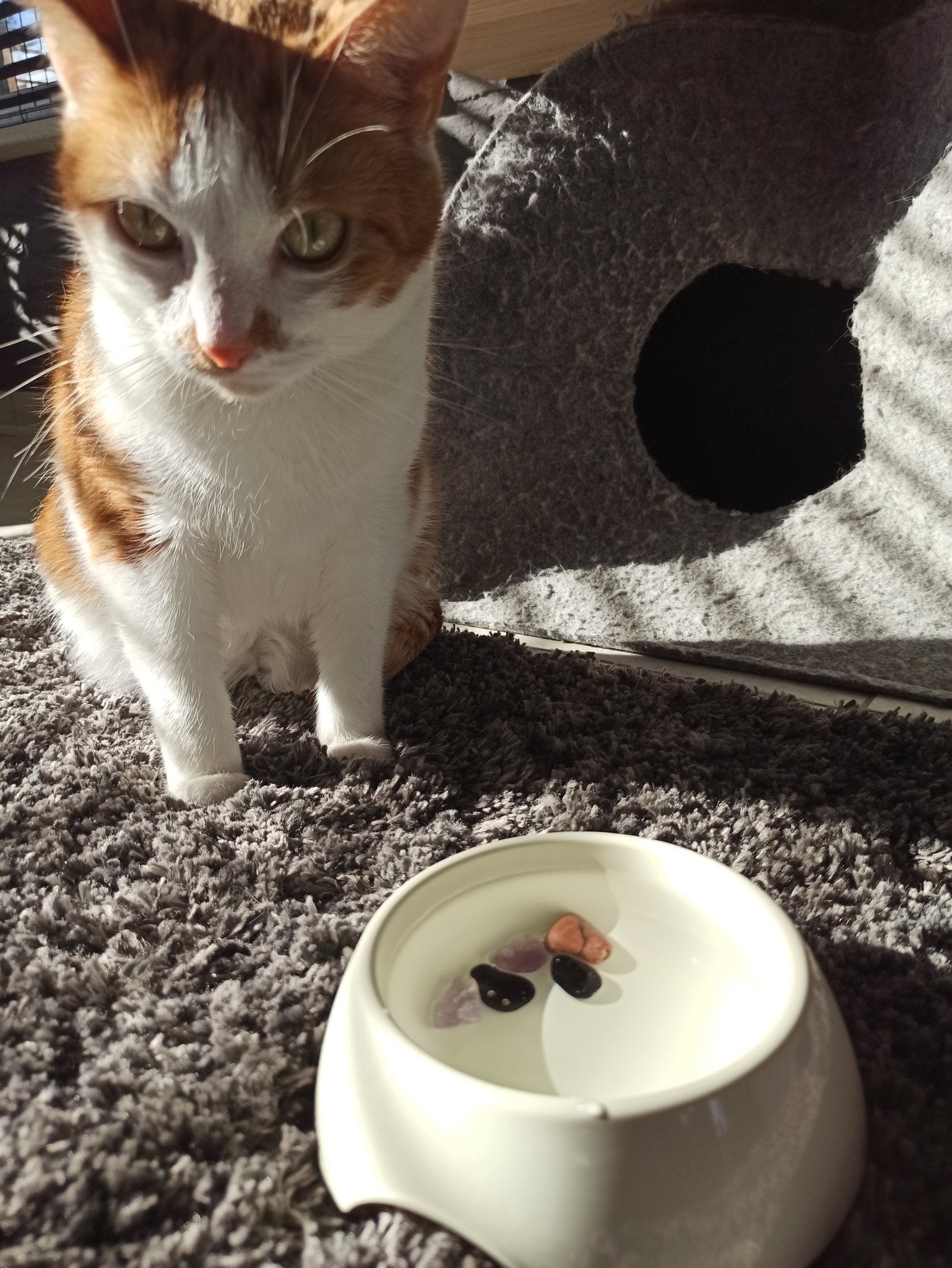 Tegen vlooien en teken edelsteenwaterset (huisdieren) – curated crystal by Marga Jacobs | rust, symboliek en intuïtieve zelfzorg