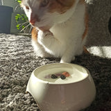 Tegen vlooien en teken edelsteenwaterset (huisdieren) – curated crystal by Marga Jacobs | rust, symboliek en intuïtieve zelfzorg