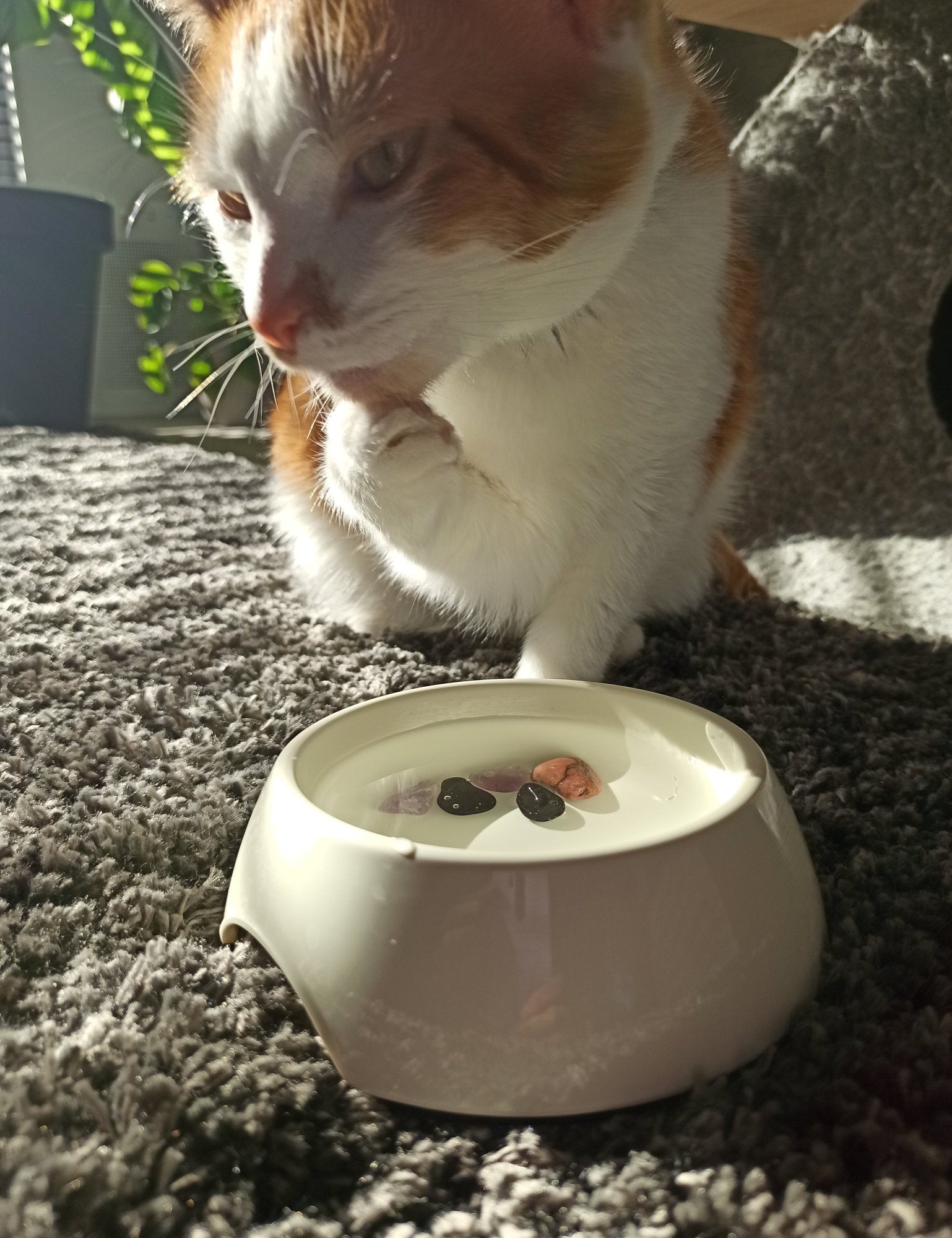 Tegen vlooien en teken edelsteenwaterset (huisdieren) – curated crystal by Marga Jacobs | rust, symboliek en intuïtieve zelfzorg