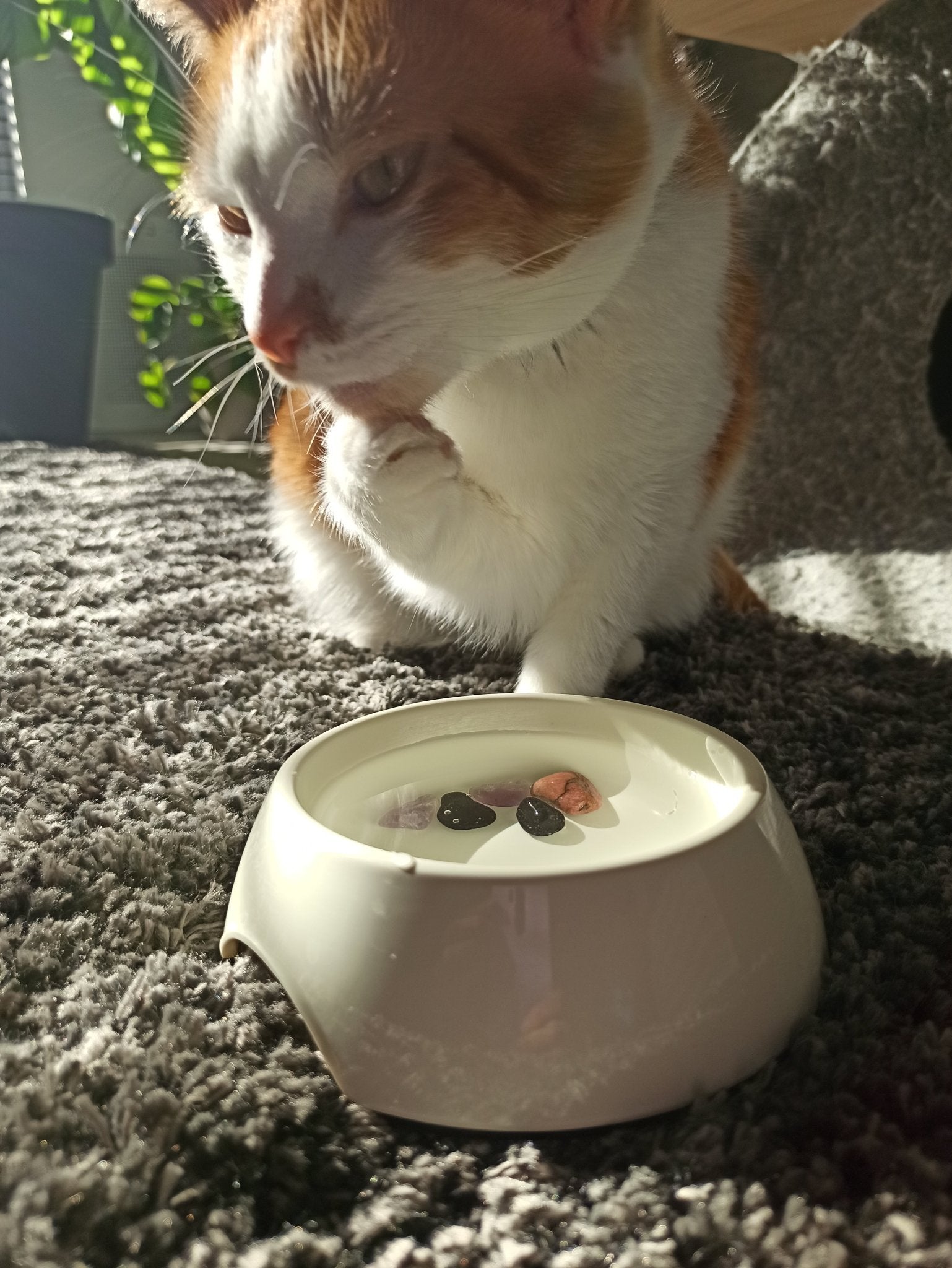 Tegen vlooien en teken edelsteenwaterset (huisdieren) – curated crystal by Marga Jacobs | rust, symboliek en intuïtieve zelfzorg